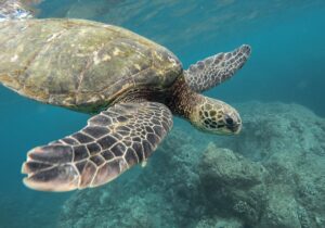 Geko Hotellerie La Martinique, un paradis sur terre...